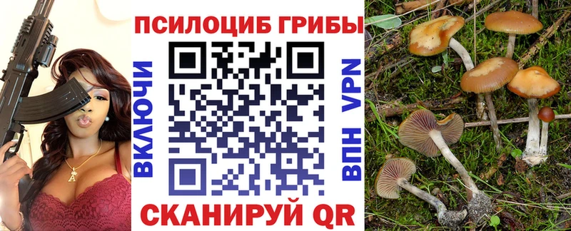 Псилоцибиновые грибы Psilocybine cubensis  Череповец 